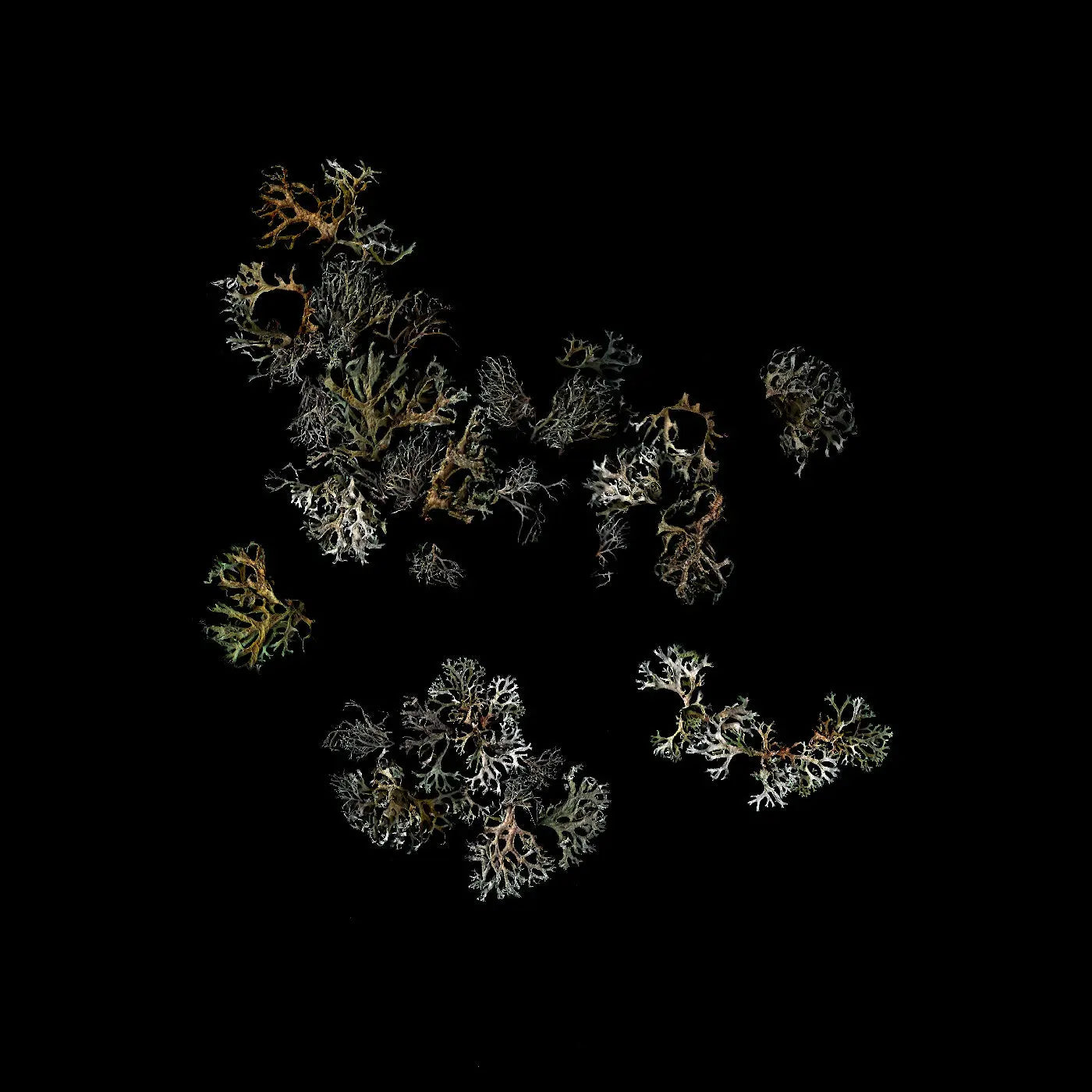 Return [Vinyl] vinylsbase