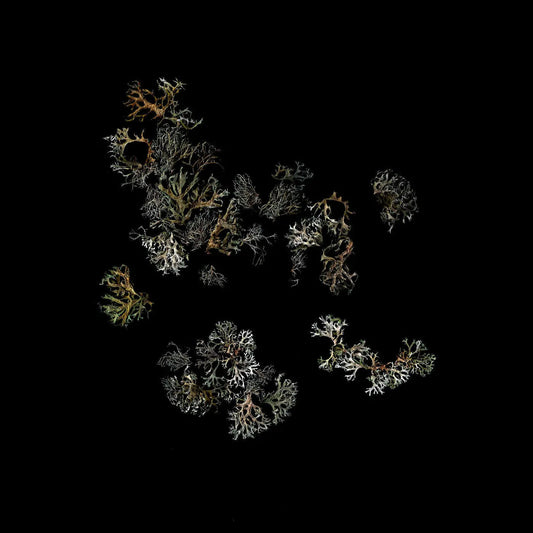 Return [Vinyl] vinylsbase