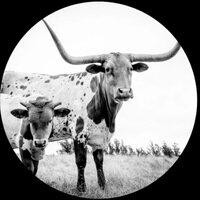 West Texas Blues [LP] vinylsbase